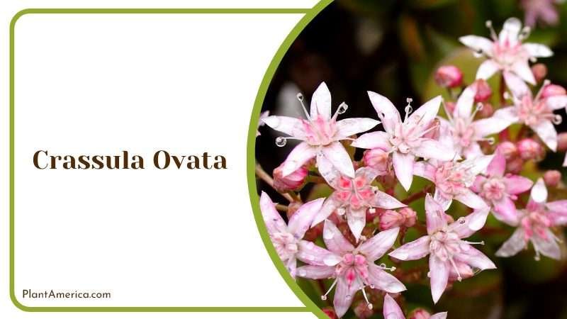 White Flowers of Crassula Ovata Plant America