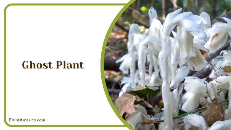 White Flowers of Ghost Plant Plant America