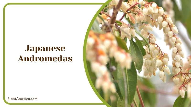 White Flowers of Japanese Andromedas Plant America