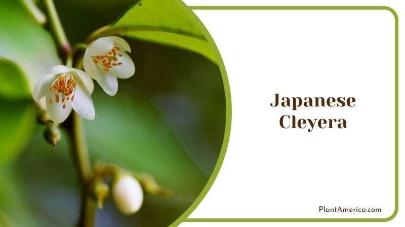 White Flowers of Japanese Cleyera PlantAmerica