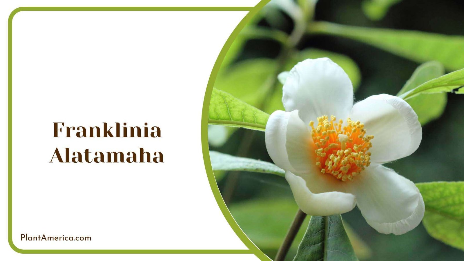 White Franklinia Alatamaha Flower Plant America
