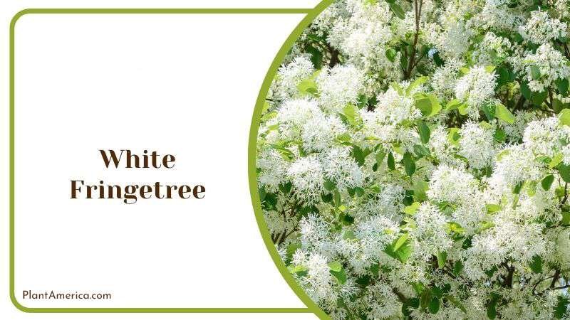White Fringetree PlantAmerica