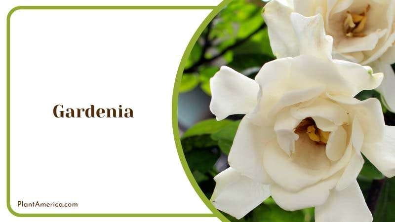 White Gardenia Flowers Blooms Plant America