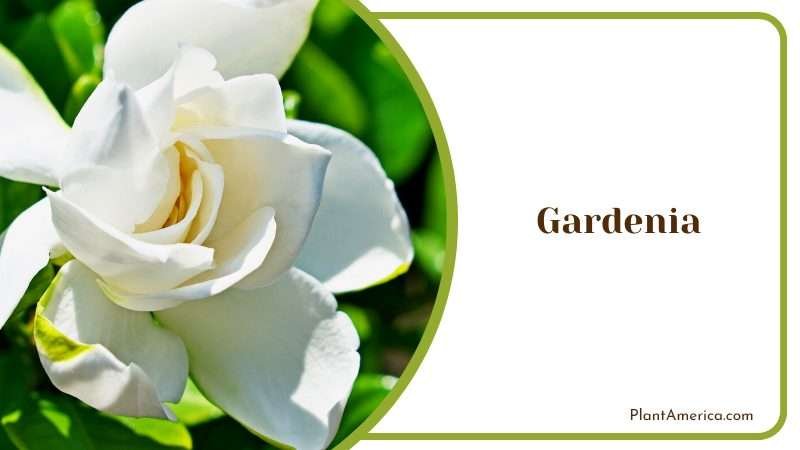 White Gardenia Flowers PlantAmerica