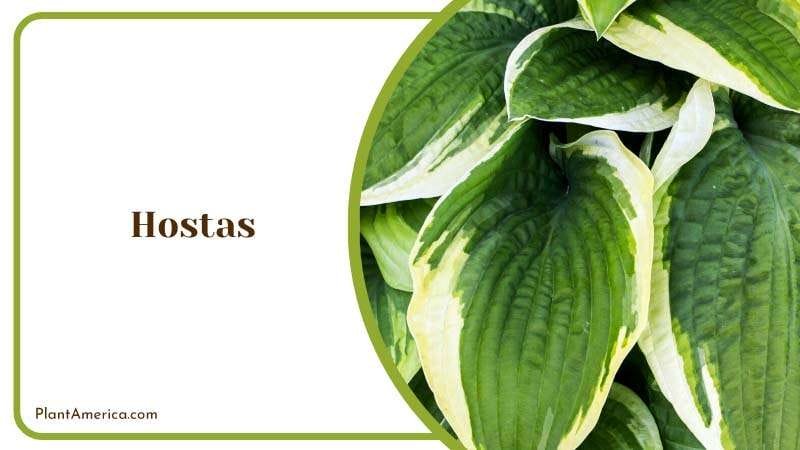 White Green Leaves of Hostas Plant Plant America