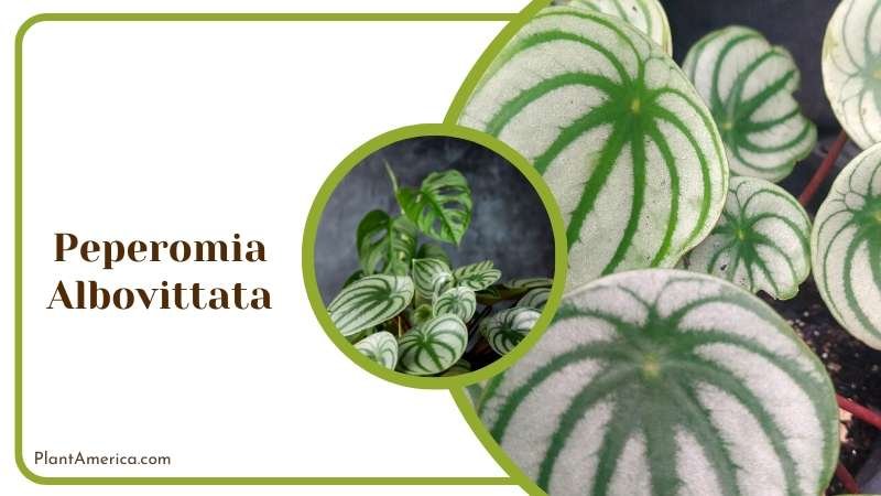 White Green Leaves of Peperomia Albovittata Plant America