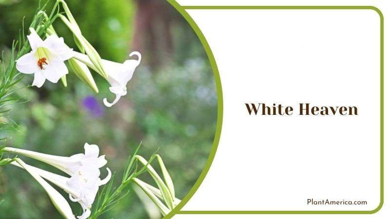 White Heaven Plant America