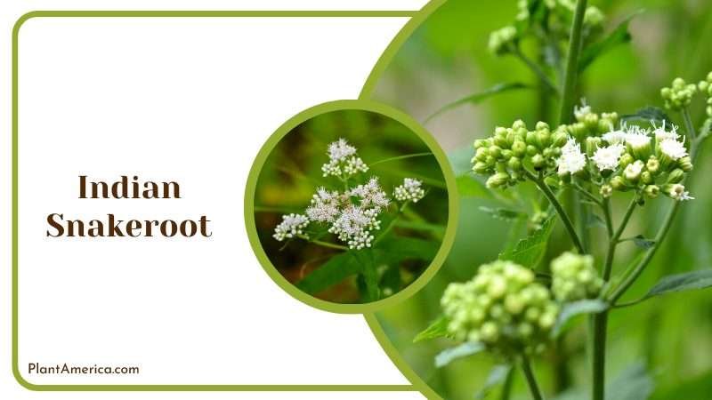 White Indian Snakeroot Flowers Plant America