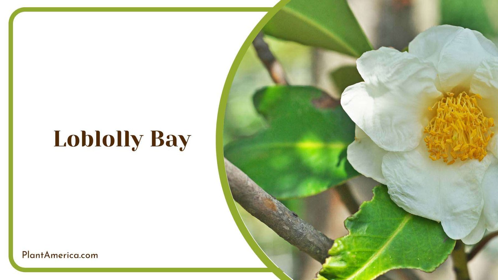 White Loblolly Bay Branch Plant America White Loblolly Bay Branch Plant America