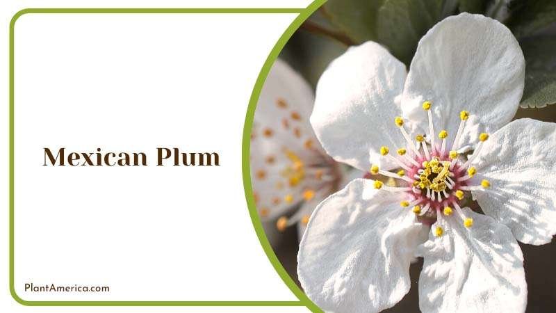 White Mexican Plum Flower Blooms Plant America