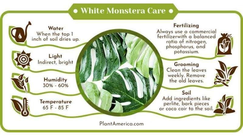 White Monstera Care Infographic ~ Plant America