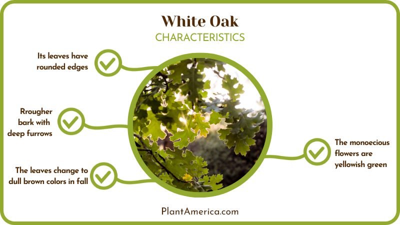 White Oak Trees Features Plant America