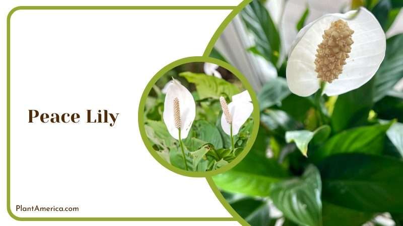 White Peace Lily Flower in a Pot Plant America White Peace Lily Flower in a Pot Plant America