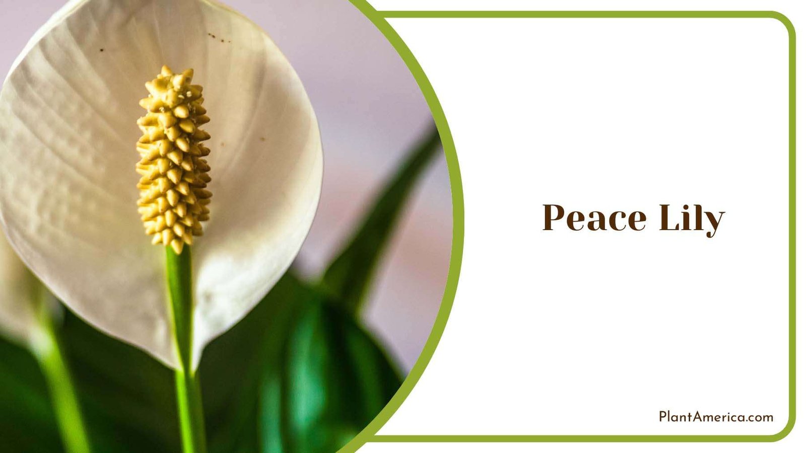 White Peace Lily Plant Plant America