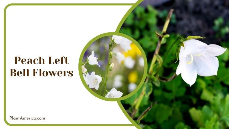 White Peach Left Bell Flowers Plant America