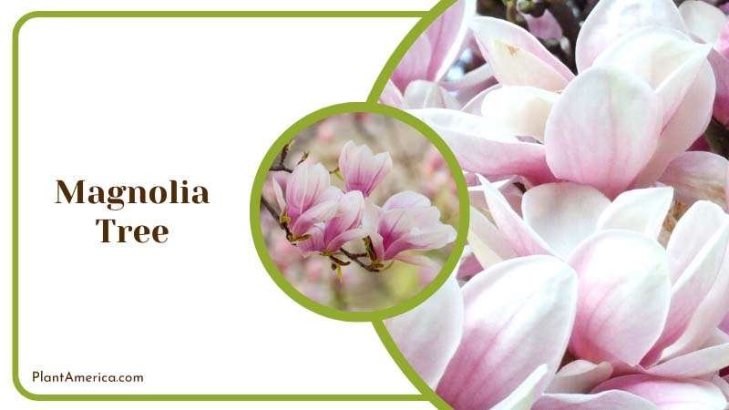 White Pink Flowers of Magnolia Tree Plant America