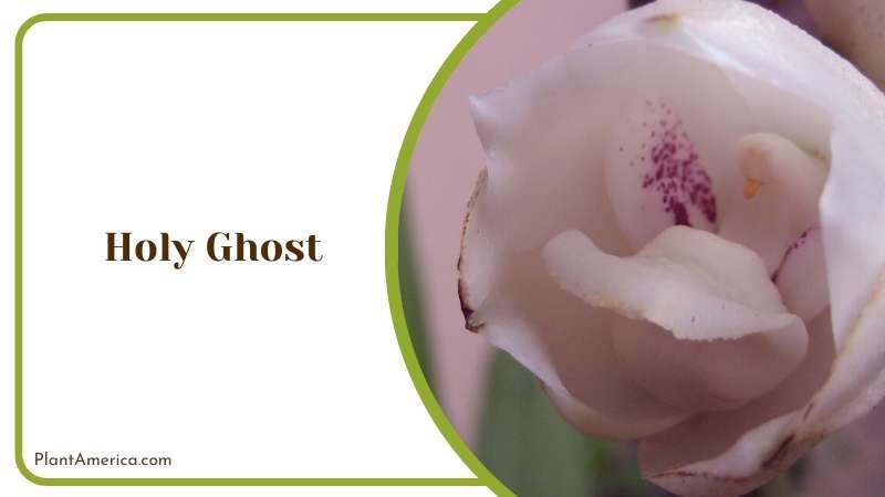 White Pink Holy Ghost Plant Flower Plant America