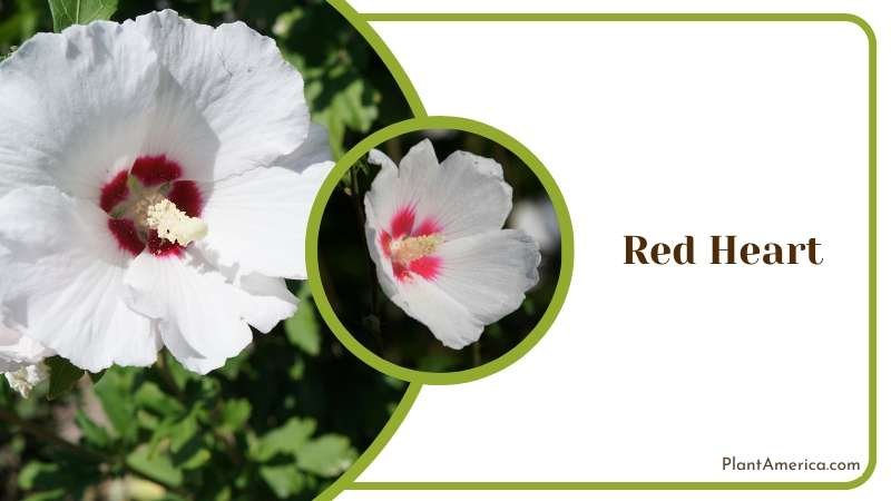 White Red Heart Flower Plant America White Red Heart Flower Plant America