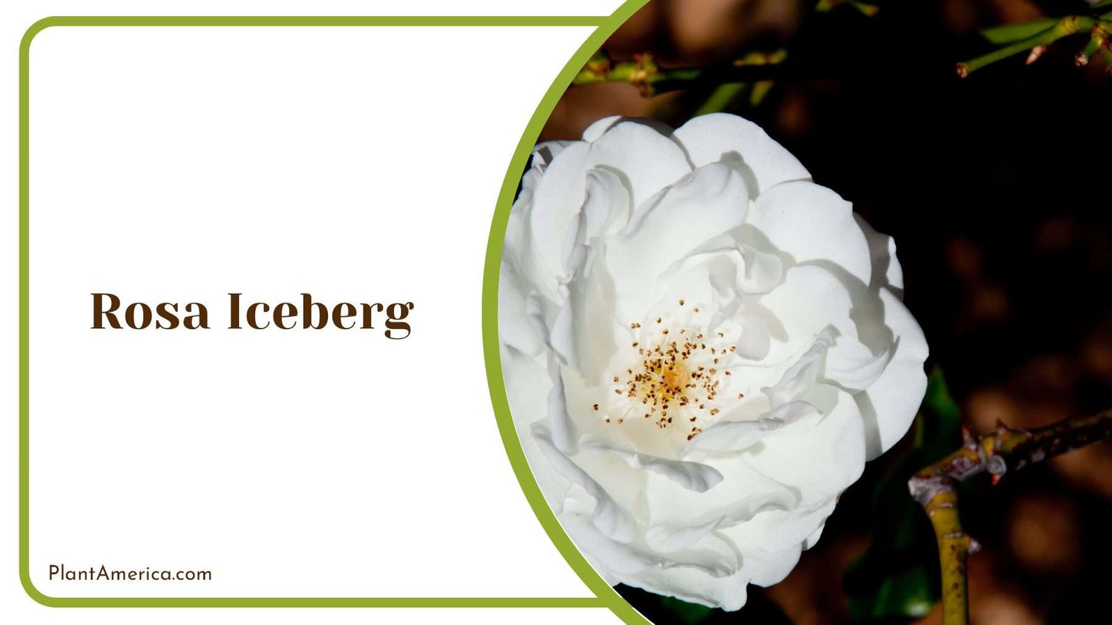 White Rosa Iceberg Plant America