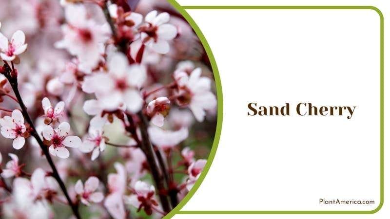 White Sand CherryFlowers Plant America