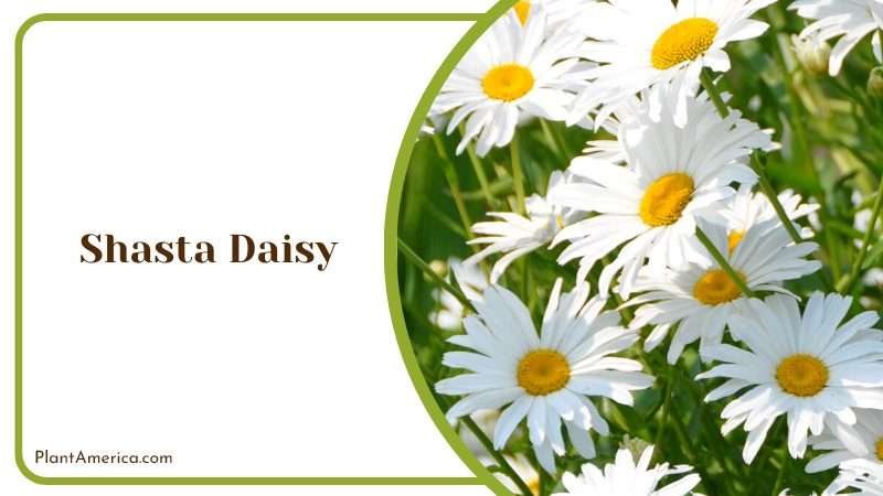 White Shasta Daisy Plant America 1 White Shasta Daisy Plant America 1