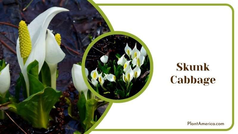 White Skunk Cabbage in a Swamp Plant America