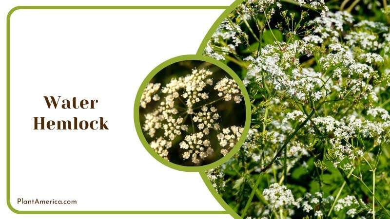 White Small Flowers of Water Hemlock Plant America