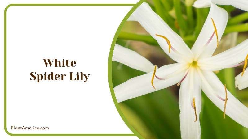 White Spider Lily Blooms Delicately Plant America White Spider Lily Blooms Delicately Plant America