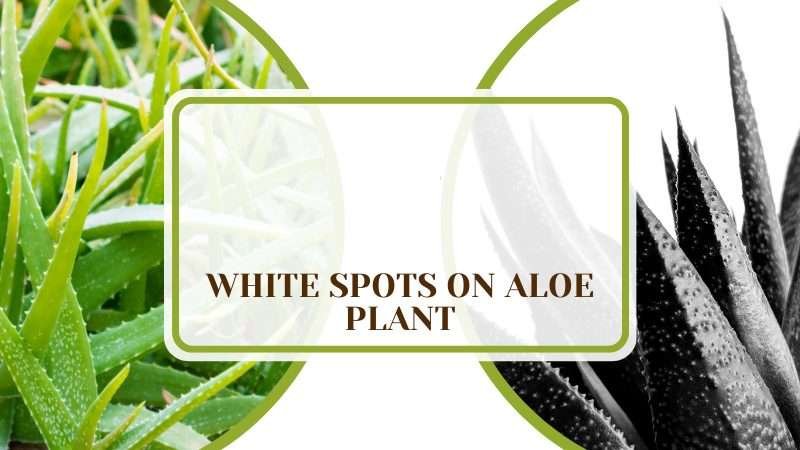 White Spots on Aloe Plant Plant America White Spots on Aloe Plant: Are Your Plants Safe From Harm?