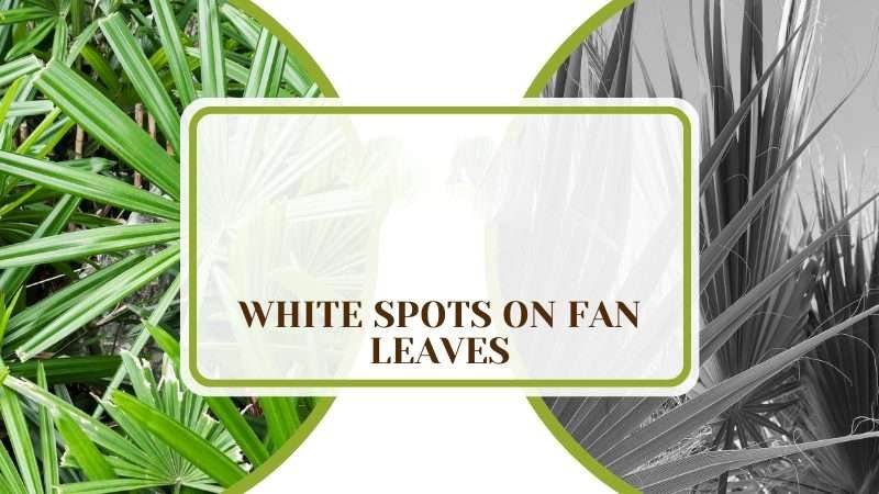 White Spots on Fan Leaves Plant America 1