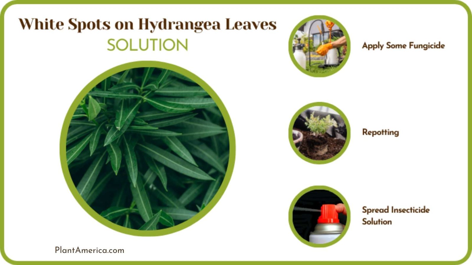 White Spots on Hydrangea Leaves Solutions Plant America White Spots on Hydrangea Leaves Solutions Plant America