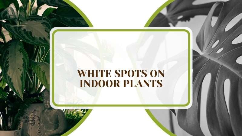 White Spots on Indoor Plants Plant America White Spots on Indoor Plants: Recognition and Aftercare