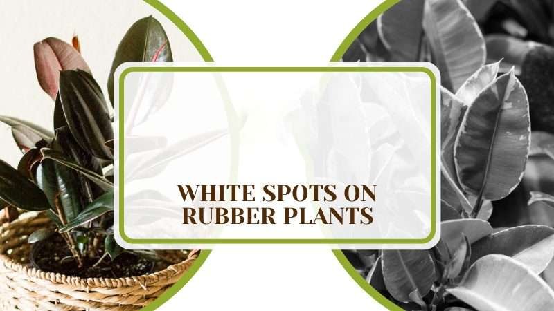 White Spots on Rubber Plants Plant America White Spots on Rubber Plants: Reasons and Solutions