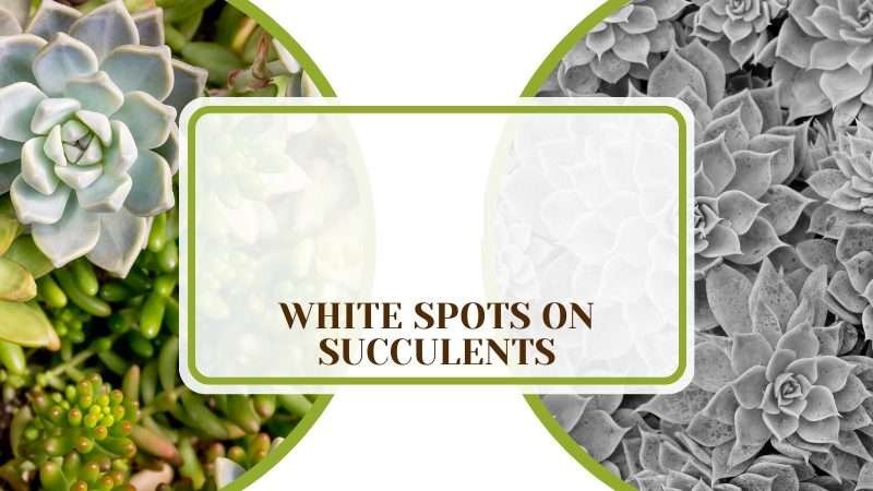 White Spots on Succulents Plant America White Spots on Succulents: Common Causes and Tips to Tackle