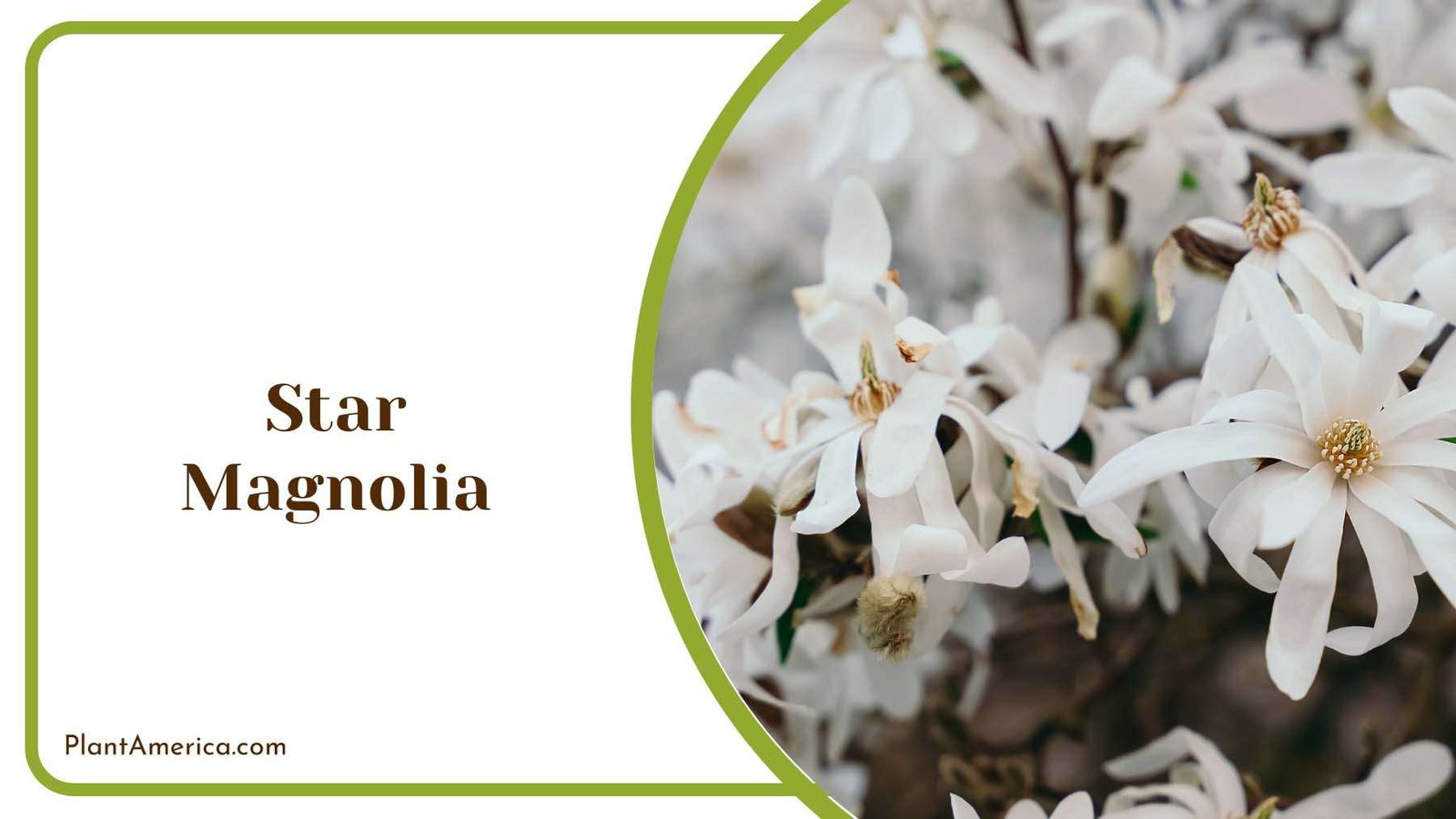 White Star Magnolia Plant America