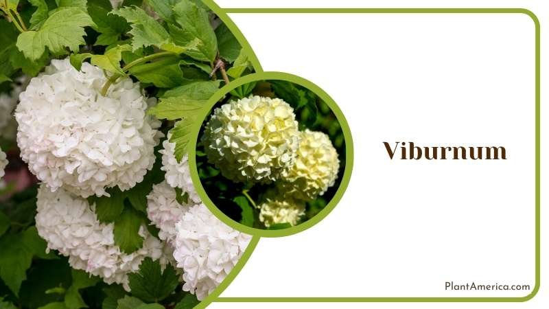 White Viburnum FLowers Plant America