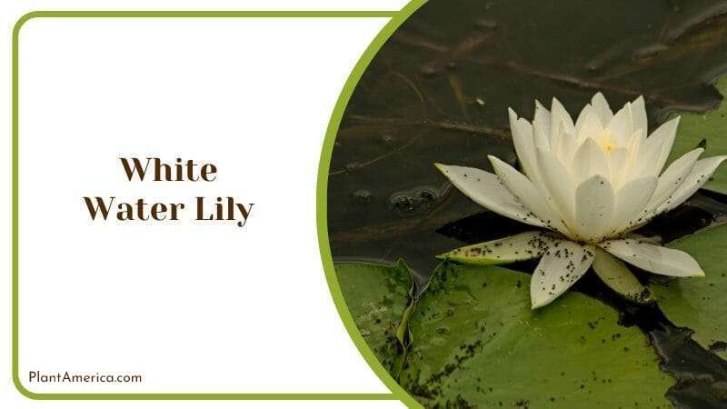 White Water Lily Water Flower Frogs Resting Plant Plant America
