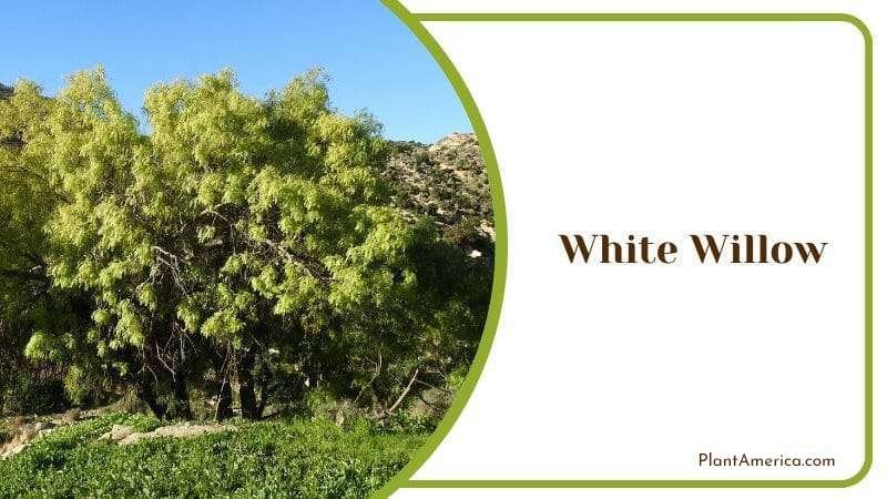 White Willow PlantAmerica