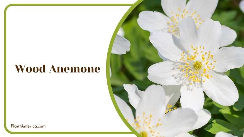 White Wood Anemone Flower Plant America White Wood Anemone Flower Plant America