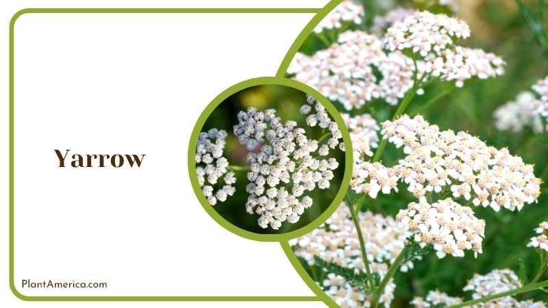 White Yarrow Flowers Blossoms PlantAmerica White Yarrow Flowers Blossoms PlantAmerica