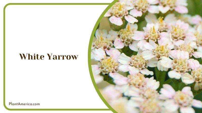 White Yarrow Plant America White Yarrow Plant America