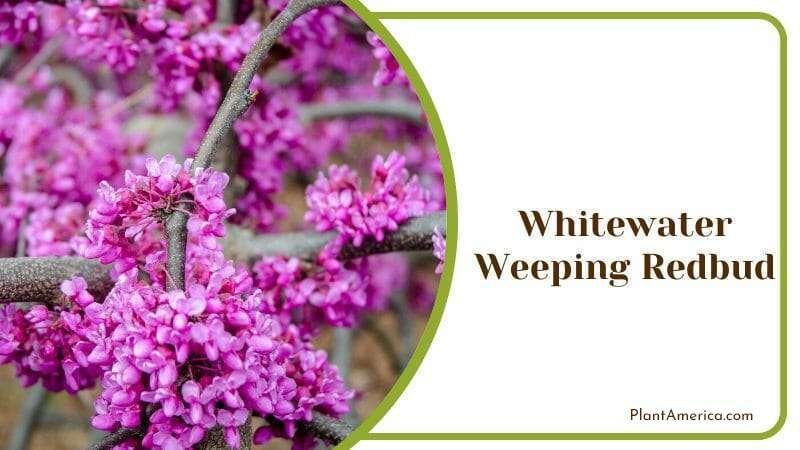 Whitewater Weeping Redbud PlantAmerica