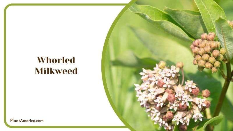Whorled Milkweed Plant America Whorled Milkweed Plant America