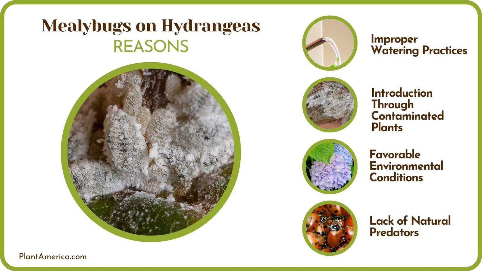 Why Are There Mealybugs on Hydrangeas Plant America
