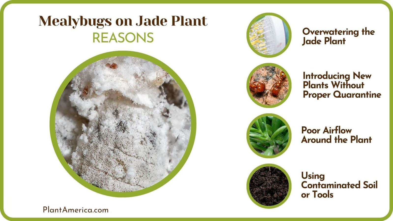 Why Are There Mealybugs on Jade Plants Plant America