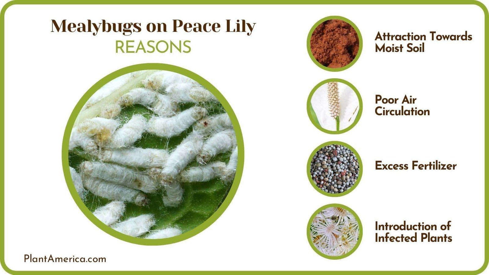 Why Are There Mealybugs on Peace Lily PlantAmerica Why Are There Mealybugs on Peace Lily PlantAmerica
