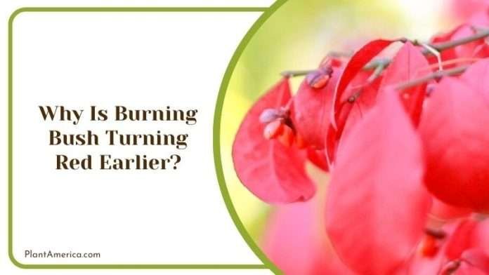 When Do Burning Bushes Turn Red: The Right Time for Vibrancy - Plant ...