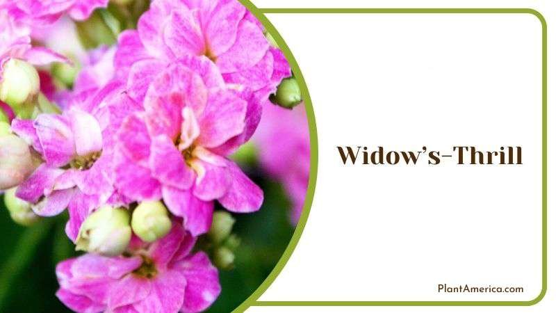 Widows Thrill Plant America