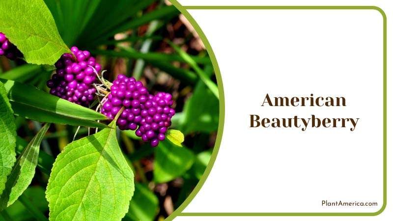 Wild American Beautyberry PlantAmerica