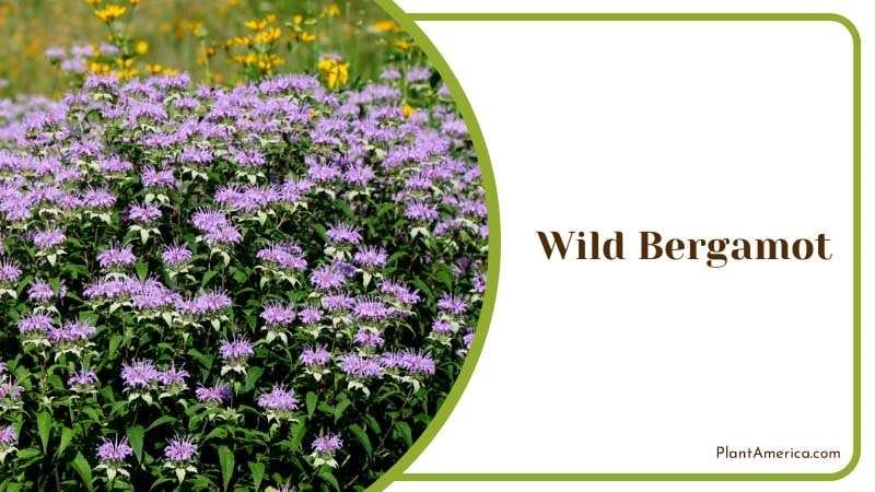 Wild Bergamot Blossoms Plant America